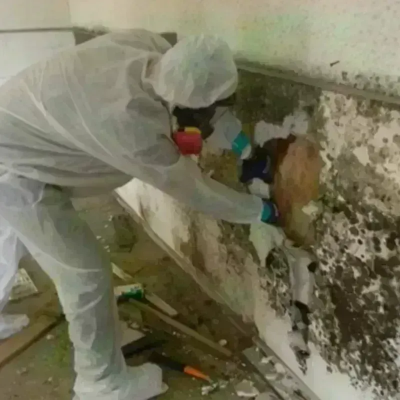 Mold Remediation and Removal in Brownsville, PA